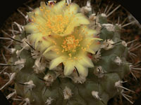 Copiapoa montana